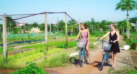 Du khách trải nghiệm tại làng rau Trà Quế Du khách trải nghiệm tại làng rau Trà Quế