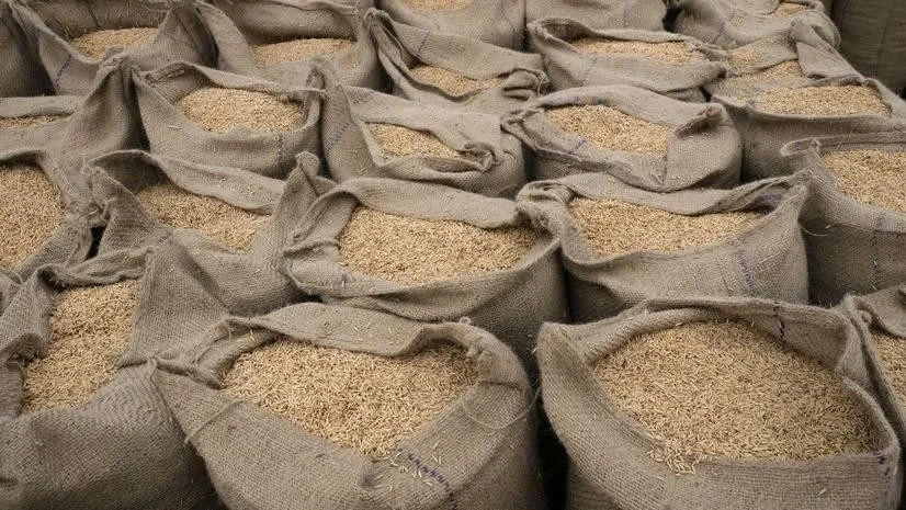 Giá gạo toàn cầu rơi xuống mức thấp nhất trong nhiều năm qua.