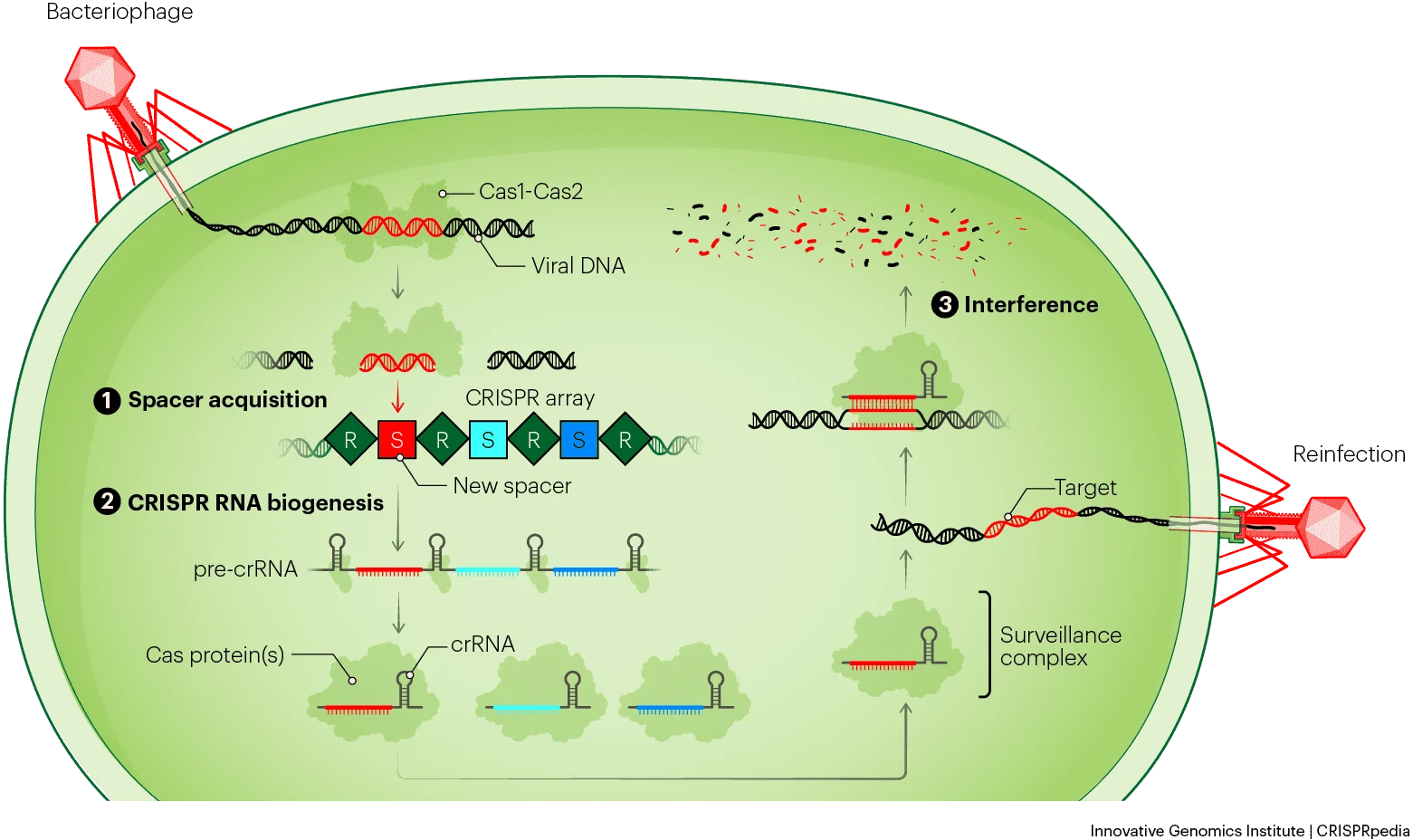 (Nguồn: innovativegenomics.or)
