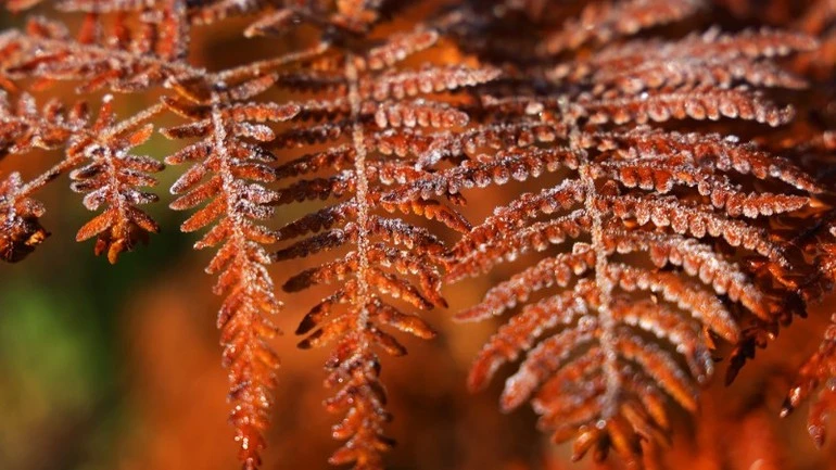 Cây lá đang vào mùa chuyển sắc.