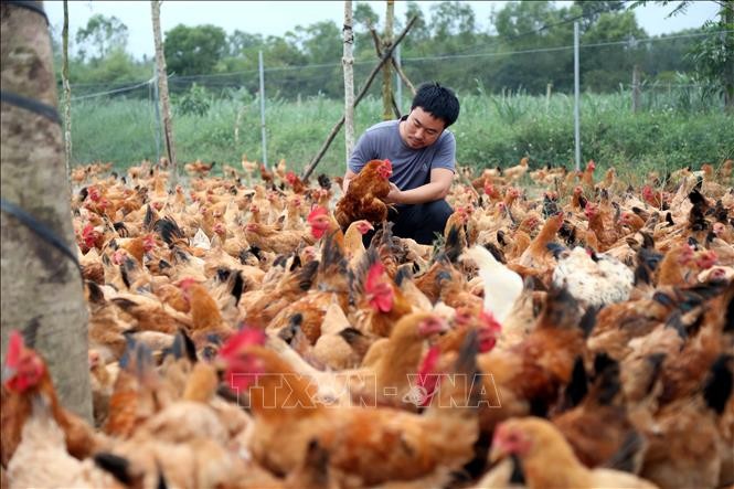 Anh Nguyễn Tiến Sỹ kiểm tra lứa gà thảo dược chuẩn bị xuất chuồng.