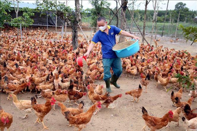 Nguồn thức ăn thảo dược được làm sạch, xay nhỏ rồi phối trộn với phụ phẩm nông nghiệp theo tỷ lệ phù hợp từng giai đoạn phát triển của gà để cho ăn hằng ngày.