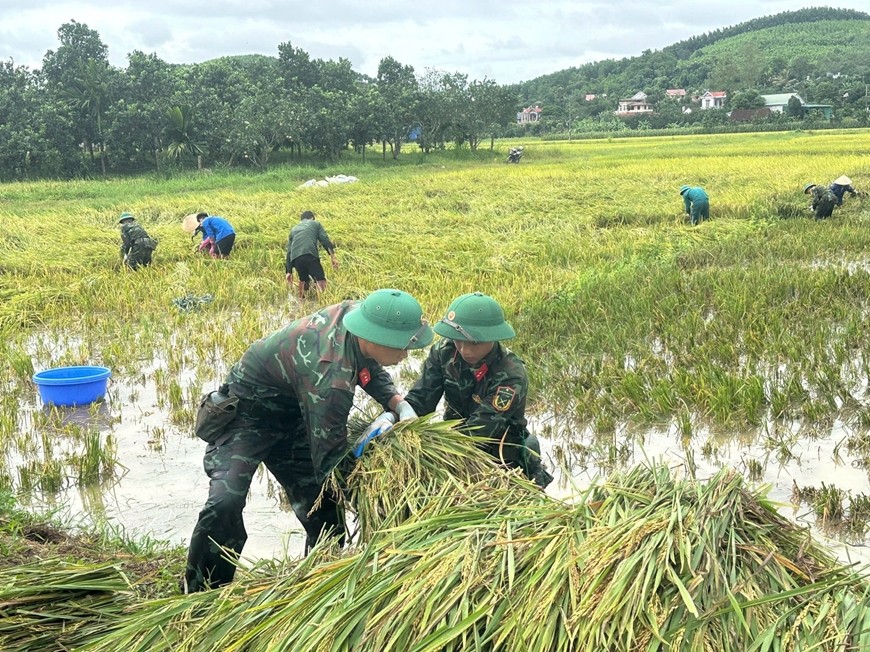 Bộ đội Sư đoàn 316, Quân khu 2 giúp bà con tỉnh Phú Thọ thu hoạch lúa bị ngập úng bởi mưa bão. Bộ đội Sư đoàn 316, Quân khu 2 giúp bà con tỉnh Phú Thọ thu hoạch lúa bị ngập úng bởi mưa bão.