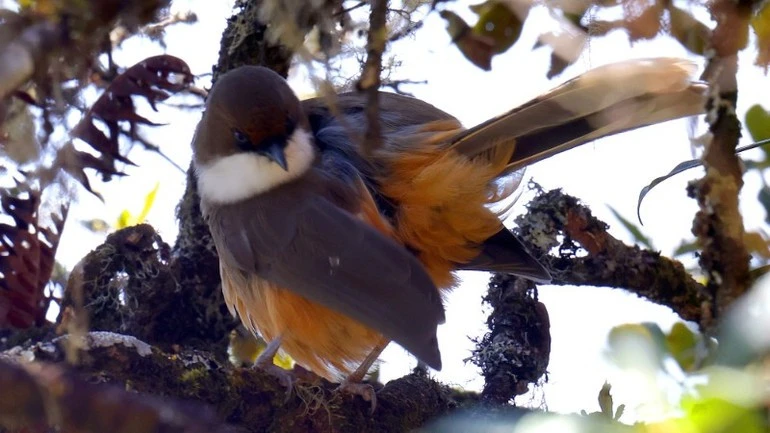 Những loài chim mang đến vẻ đẹp bình yên, ấm áp.