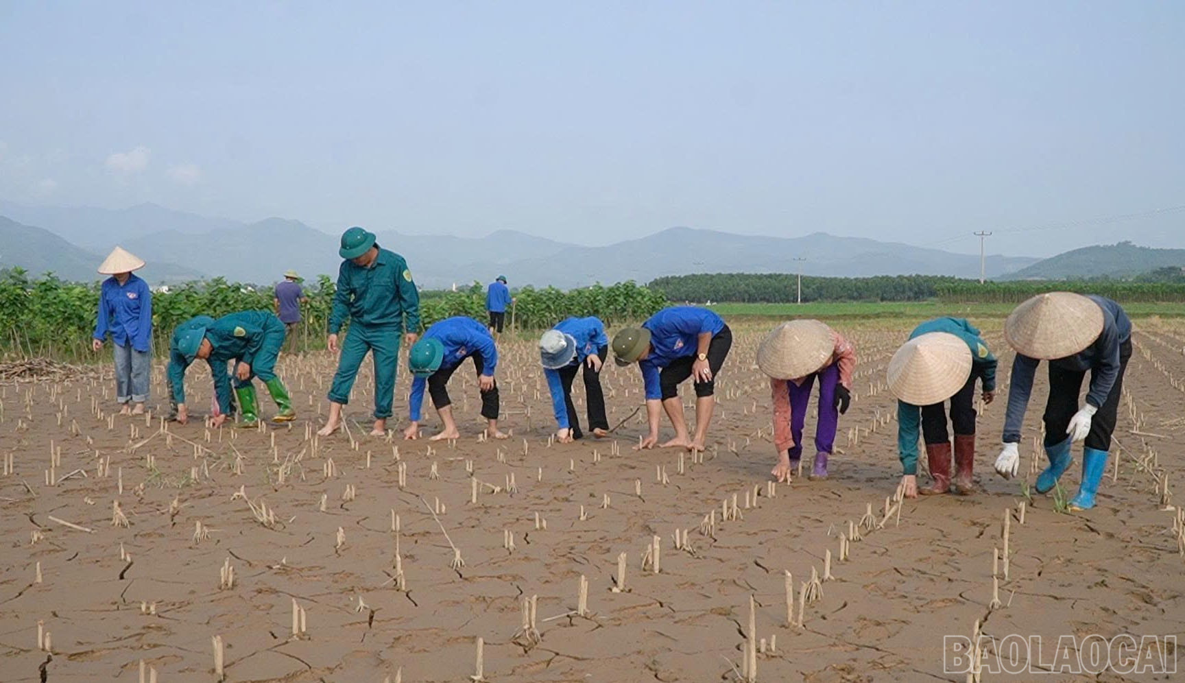 Các lực lượng và người dân xã Xuân Ái xuống đồng trồng ngô. baolaocai-br_can-bo-va-nhan-dan-xa-xuan-ai-trong-ngo.jpg