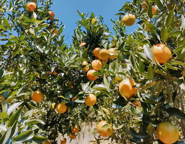 Nhiều hộ dân xã Mường Khương đã chuyển diện tích vườn từ trồng ngô sang trồng quýt để tăng sinh kế.