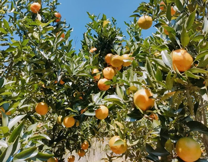 Nhiều hộ dân xã Mường Khương đã chuyển diện tích vườn từ trồng ngô sang trồng quýt để tăng sinh kế.