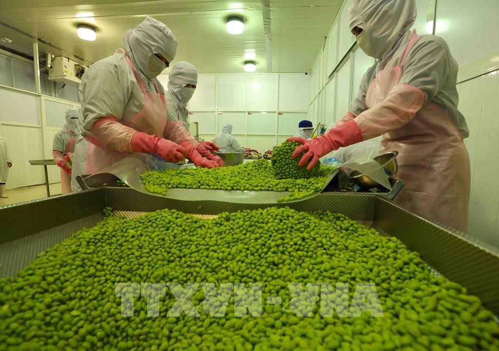 Chế biến sản phẩm đậu nành xuất khẩu sang thị trường Mỹ, châu Âu, Hàn Quốc, Nhật Bản ở nhà máy của Công ty CP Rau quả An Giang (tỉnh An Giang). Chế biến sản phẩm đậu nành xuất khẩu sang thị trường Mỹ, châu Âu, Hàn Quốc, Nhật Bản ở nhà máy của Công ty CP Rau quả An Giang (tỉnh An Giang).