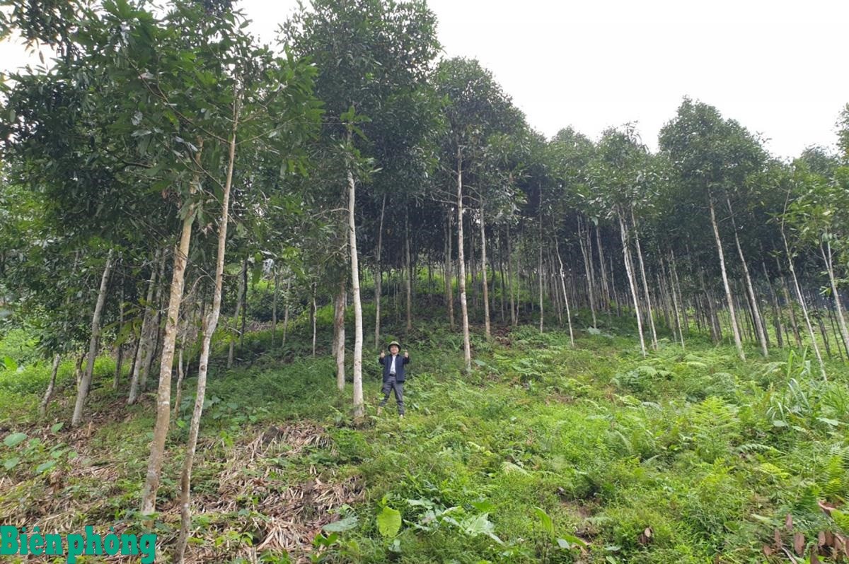 Trồng rừng đã tạo ưu thế để bà con nông dân tỉnh Lào Cai nâng cao thu nhập, phát triển kinh tế.