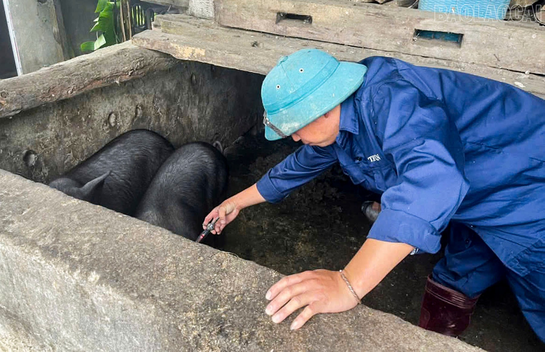 Xã Y Tý triển khai chiến dịch tiêm phòng dịch bệnh cho đàn vật nuôi. baolaocai-tr_tiem-phong-dich-benh-tren-dan-lon.jpg