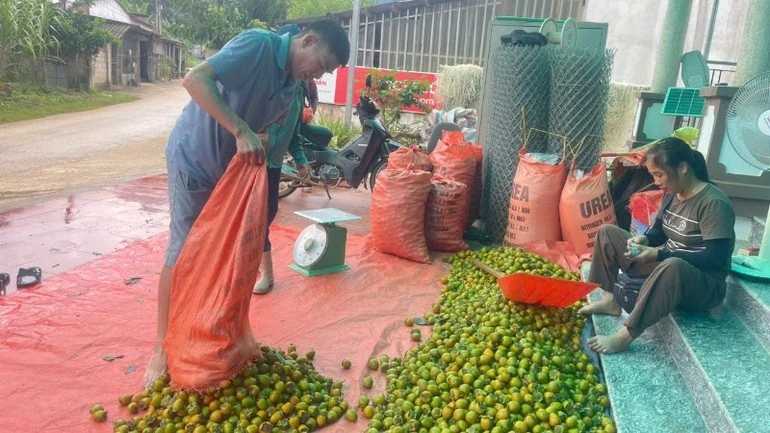 Người dân xã Đồng Phúc giao dịch sản phẩm với thương lái.