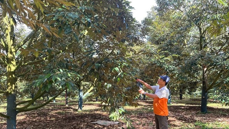 Người dân ở Đắk Lắk chăm sóc cây sầu riêng.