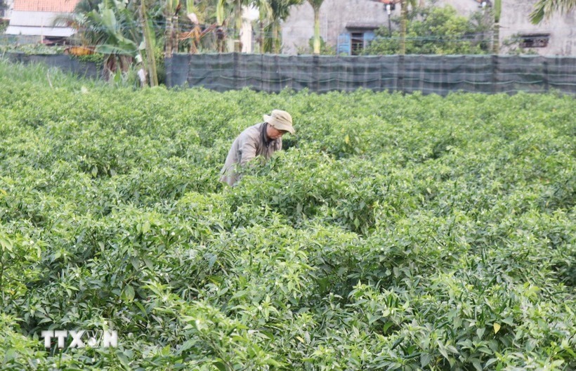 ہری مرچ اگائیں۔ ttxvn-1412-trong-ot.jpg