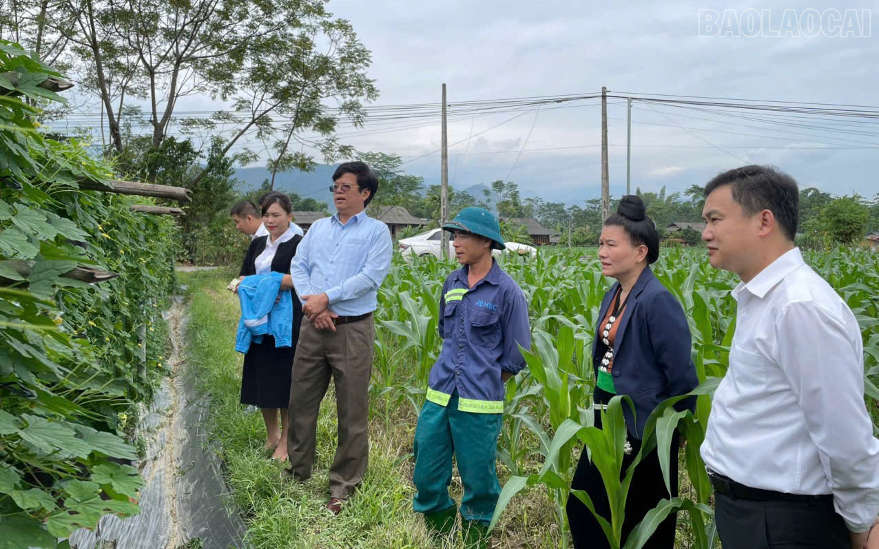 Đoàn công tác đi thăm mô hình trồng mướp đắng. baolaocai-tr_ban-tuyen-giao-va-dan-van-tinh-lanh-dao-phuong-cau-thia-kiem-tra-mo-hinh-muop-dang-1.jpg