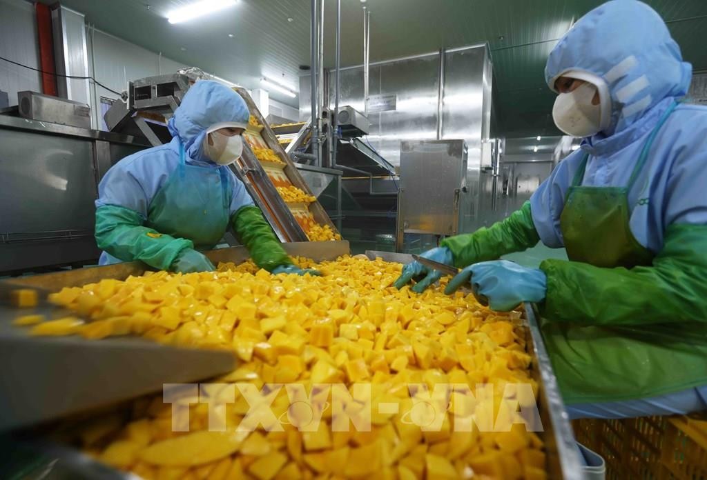 Dây chuyền chế biến sản phẩm xoài xuất khẩu sang thị trường Mỹ, châu Âu, Hàn Quốc, Nhật Bản ở nhà máy của Công ty CP Rau quả An Giang (tỉnh Lâm Đồng). Dây chuyền chế biến sản phẩm xoài xuất khẩu sang thị trường Mỹ, châu Âu, Hàn Quốc, Nhật Bản ở nhà máy của Công ty CP Rau quả An Giang (tỉnh Lâm Đồng).