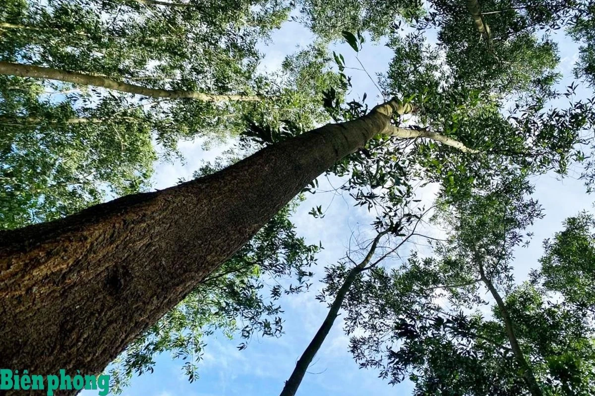 Rừng gỗ lớn ở Lào Cai.