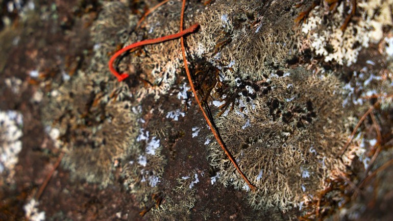 Dấu ấn của giá băng còn vương trên từng nhánh cây.