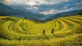 Vẻ đẹp ruộng bậc thang Lào Cai