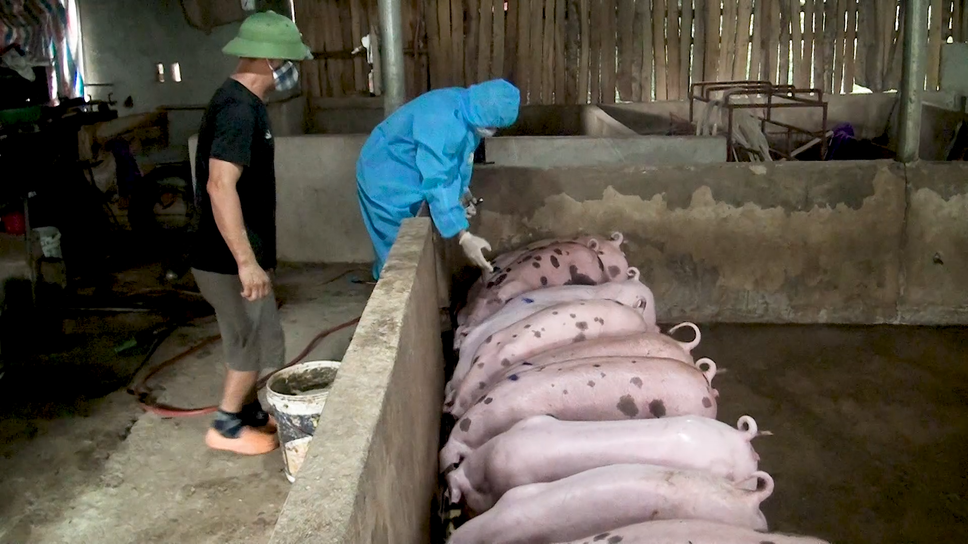 Tiêm vắc-xin cho vật nuôi. Screenshot (283).png