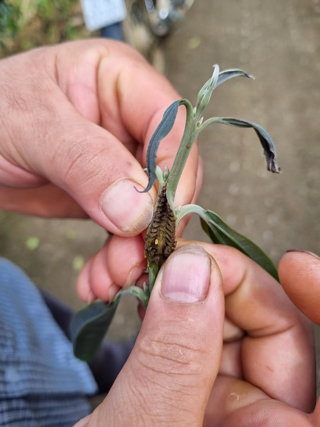 Bọ đục khoét sâu vào bên trong ngọn quế non khiến cho ngọn quế bị héo, thậm chí là đứt gãy phần ngọn.jpg