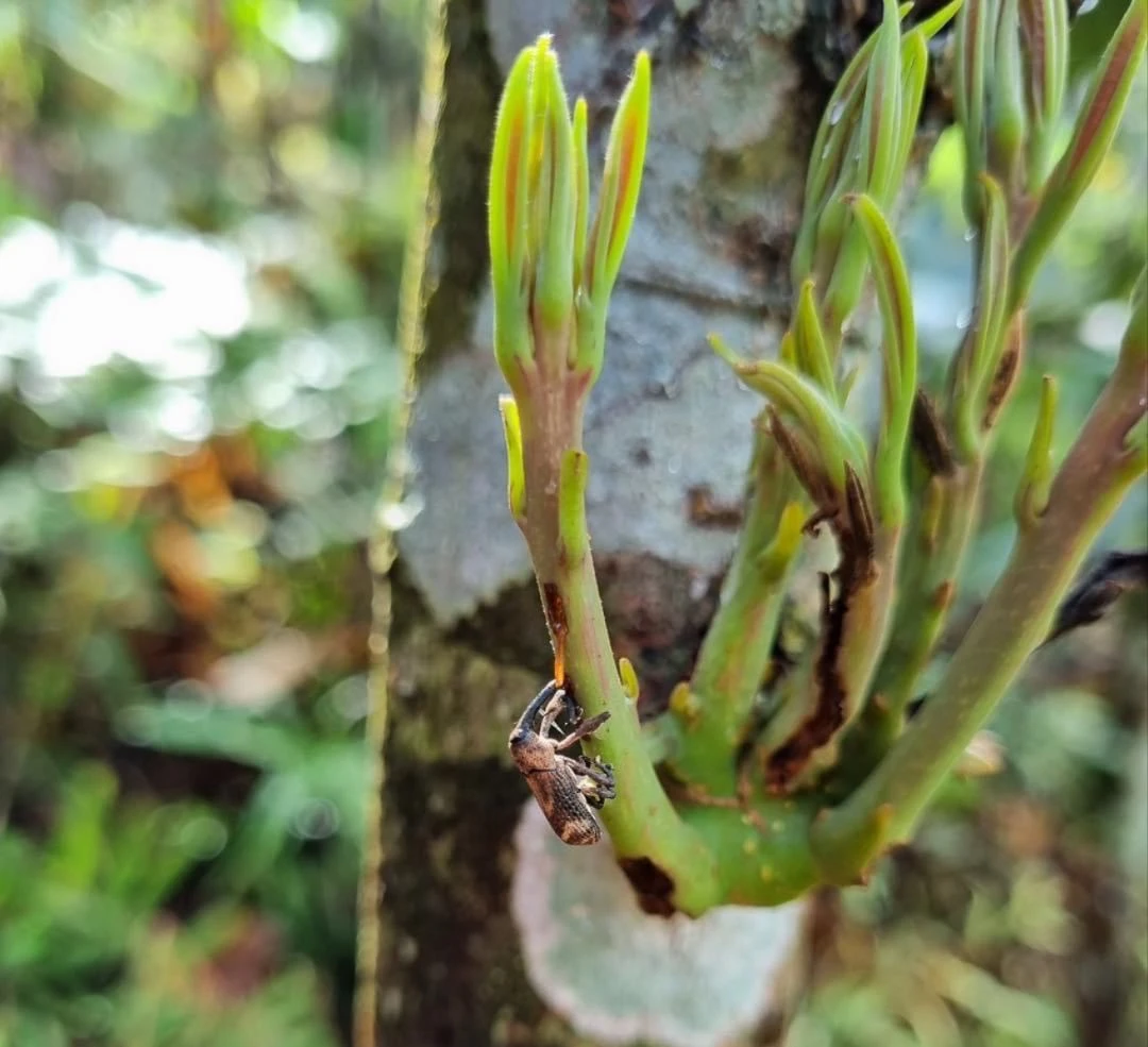 Bọ vòi voi chủ yếu tấn công chồi non quế ở những diện tích quế từ 3 năm tuổi đến 6 năm tuổi..jpg