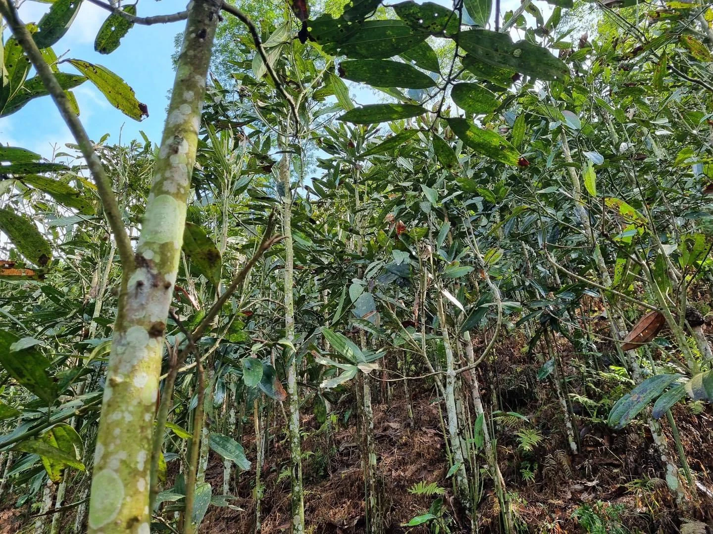 Diện tích quế bị bọ vòi voi gây hại.jpg