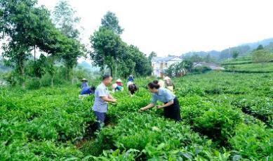 Cây chè là một trong những cây trồng chủ lực của thôn Tảo Giàng. Học Bác 2.jpg