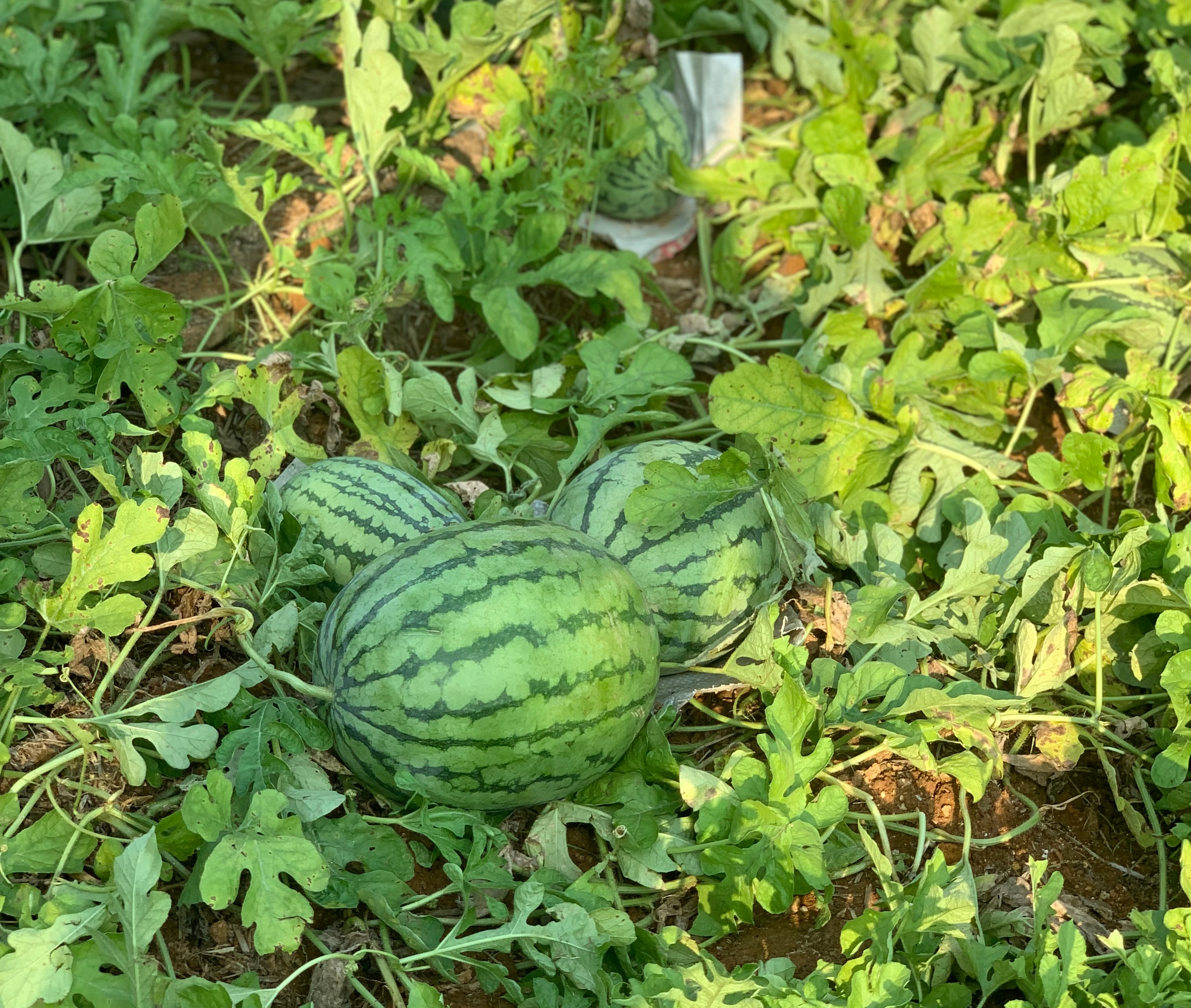 Dưa hấu xã Thượng Hà đang ngày càng gây dựng được thương hiệu và được nhiều người biết đến bởi độ thơm, ngon.JPG