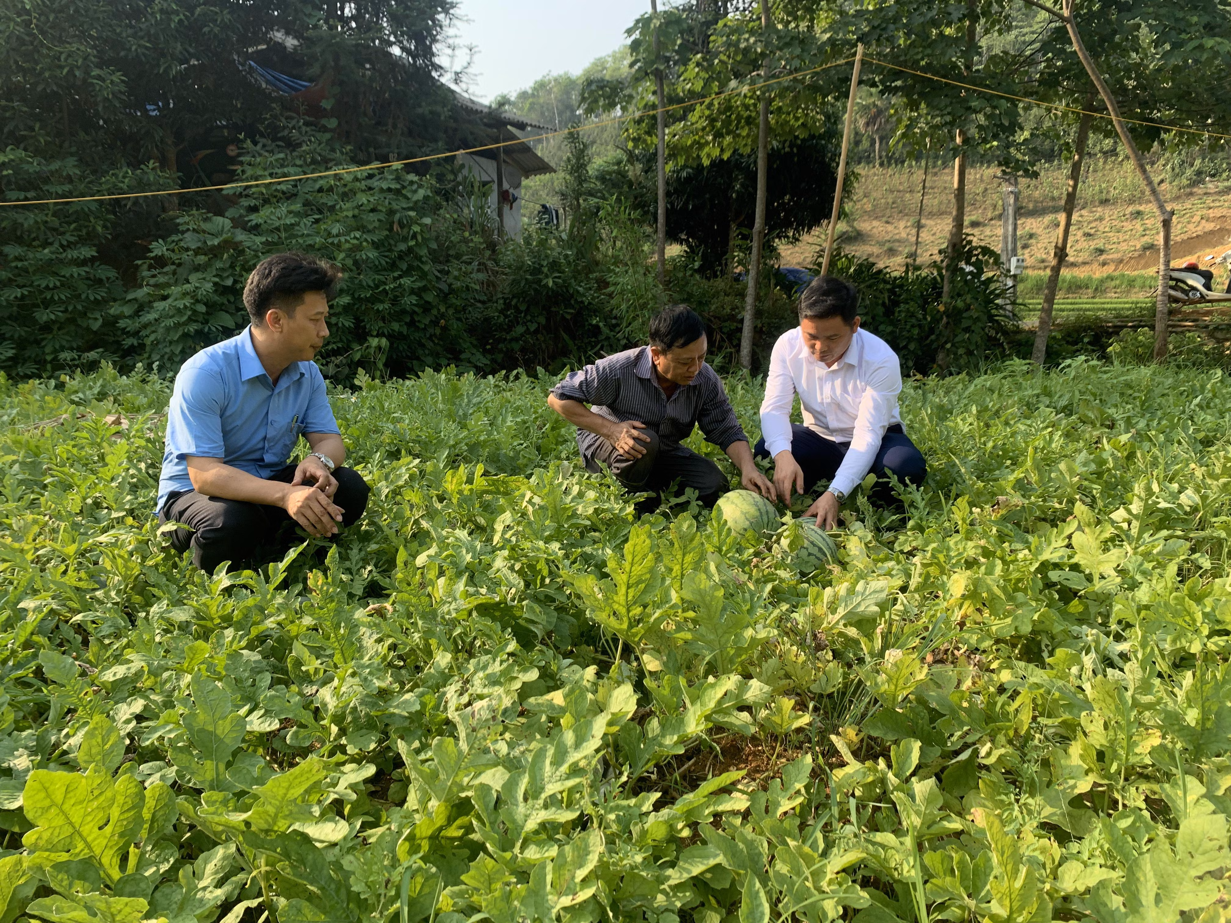 Hiện nay, UBND xã Thượng Hà đang hoàn thiện hồ sơ, quy trình đề nghị quả Dưa hấu xã Thượng Hà trở thành sản phẩm OCOP trong năm 2023..JPG