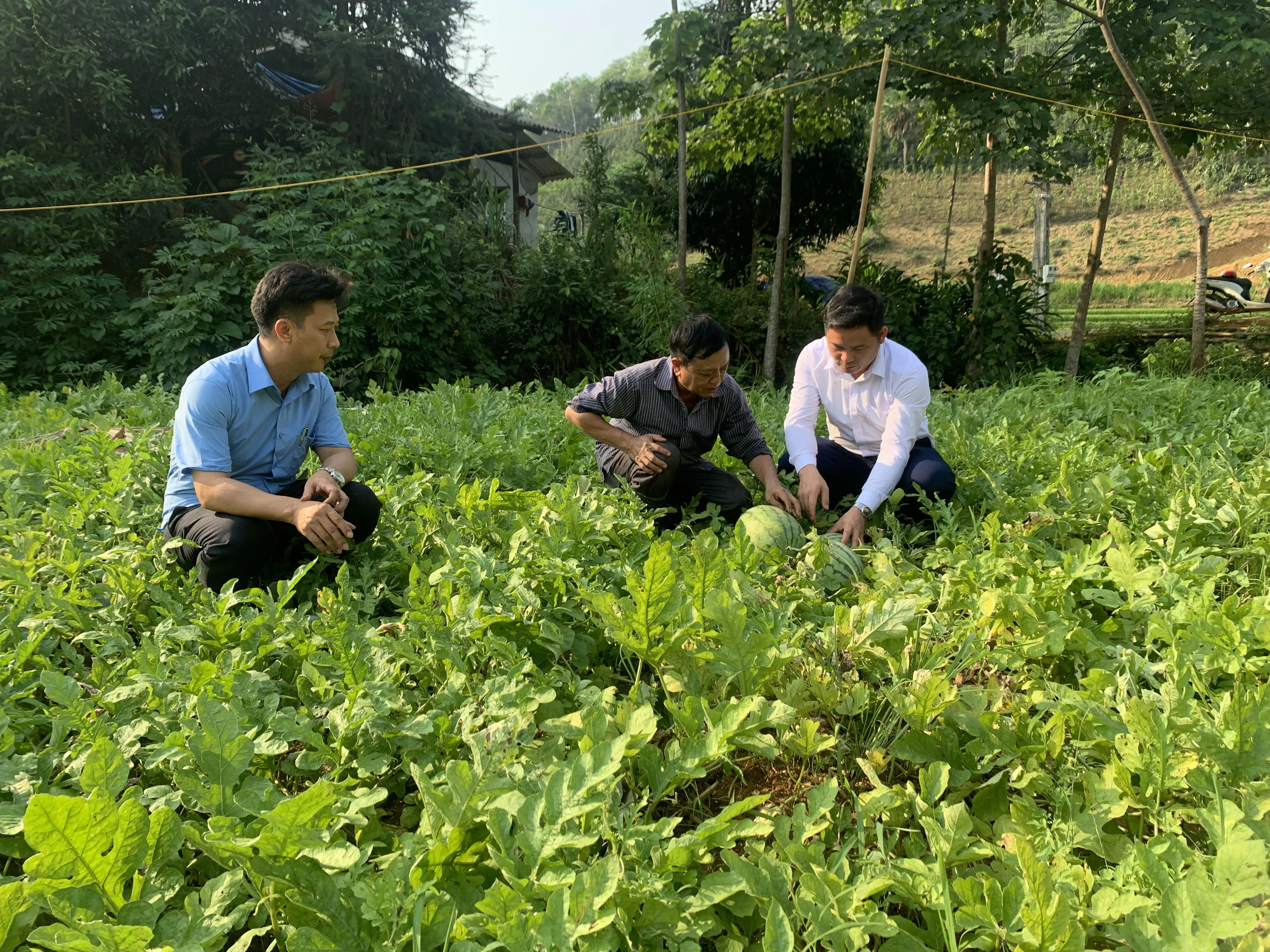 Hiện nay, UBND xã Thượng Hà đang hoàn thiện hồ sơ, quy trình đề nghị quả Dưa hấu xã Thượng Hà trở thành sản phẩm OCOP trong năm 2023..JPG