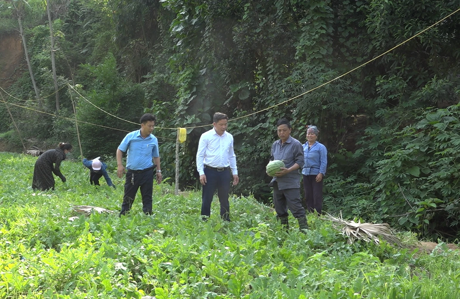Xã Thượng Hà đã đưa cây dưa hấu thành cây chủ lực của xã và chú trọng phát triển diện tích trồng (1).jpg