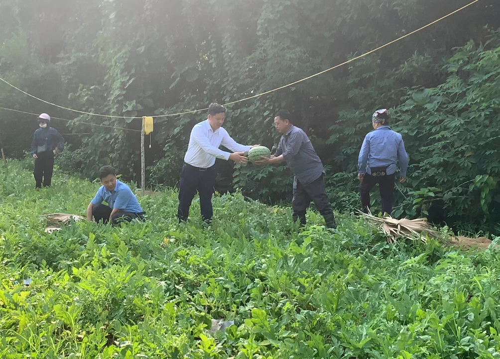 Giá dưa hấu hiện khoảng 8.000 đồng 1kg – 10.000 đồng 1kg bán tại vườn (2).jpg