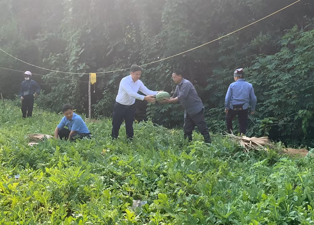 Giá dưa hấu hiện khoảng 8.000 đồng 1kg – 10.000 đồng 1kg bán tại vườn (2).jpg