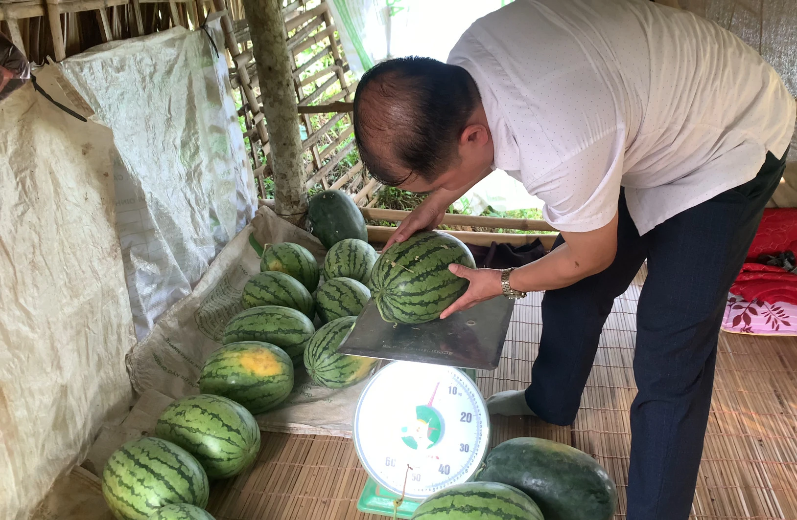 Giá dưa hấu hiện khoảng 8.000 đồng 1kg – 10.000 đồng 1kg bán tại vườn.jpg