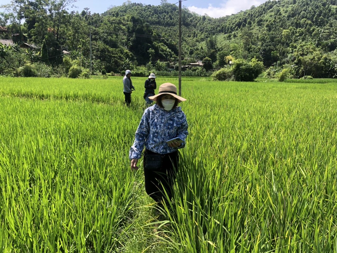 Cán bộ kỹ thuật kiểm tra đồng ruộng, nắm tình hình sâu bệnh. cán bộ cơ quan chuyên môn thăm nắm đồng ruộng.jpg