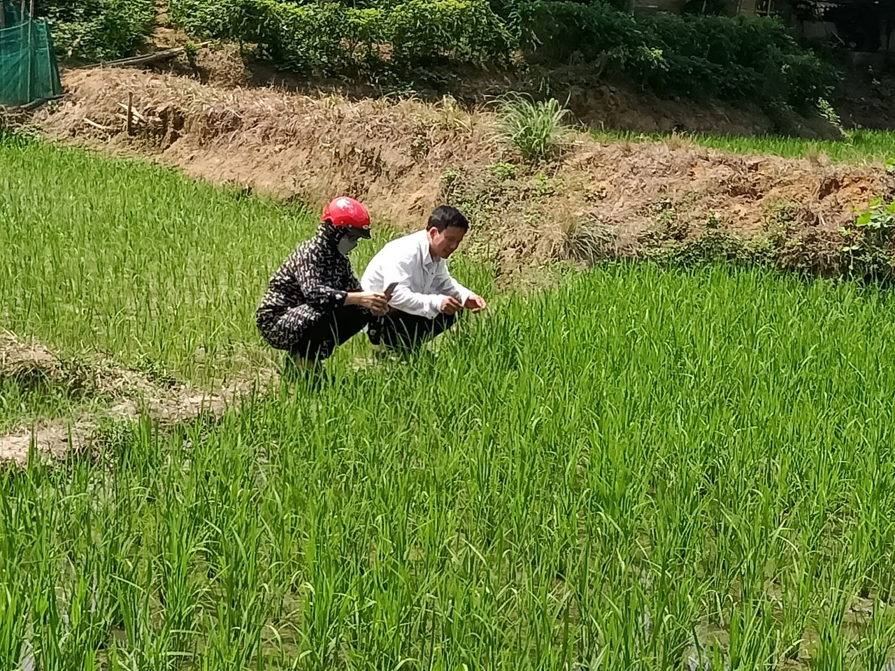 Cán bộ kỹ thuật hướng dẫn nông dân nhận biết và phòng trừ sâu, bệnh. Cơ quan chuyên môn kiểm tra đồng ruộng.jpg
