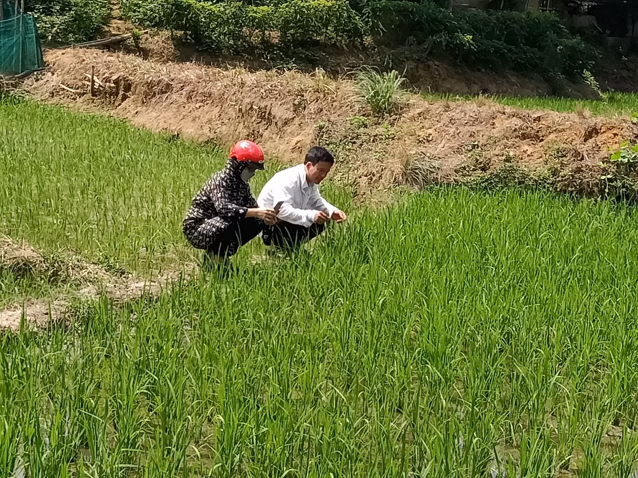 Cơ quan chuyên môn kiểm tra đồng ruộng.jpg