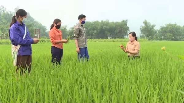 Cơ quan chuyên môn hướng dẫn bà con nhân dân nhận biết và phòng trừ sâu bệnh.jpg