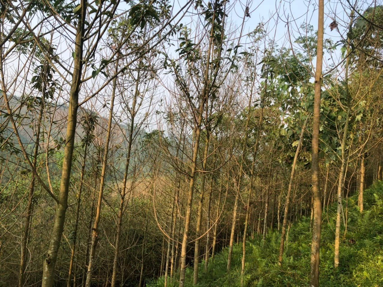 Rừng mỡ bị sâu gây hại.jpg