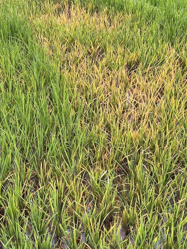 Chân ruộng bị nhiễm bệnh. Chân ruộng bị nhiễm bệnh .jpg