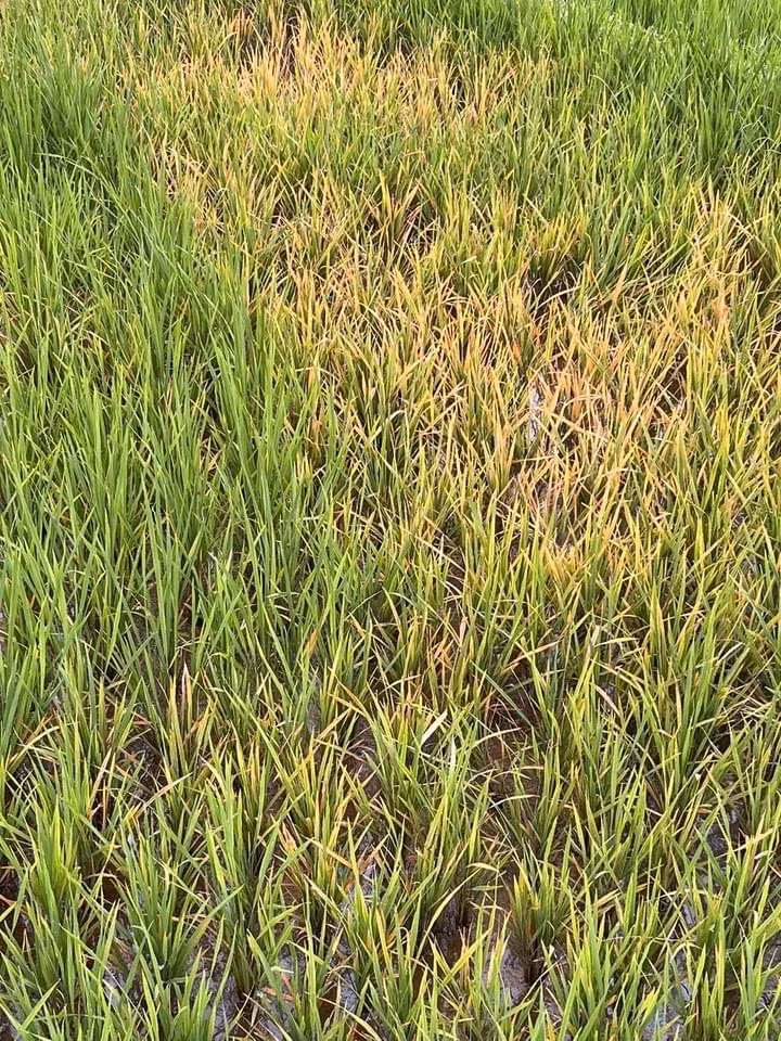 Chân ruộng bị nhiễm bệnh .jpg