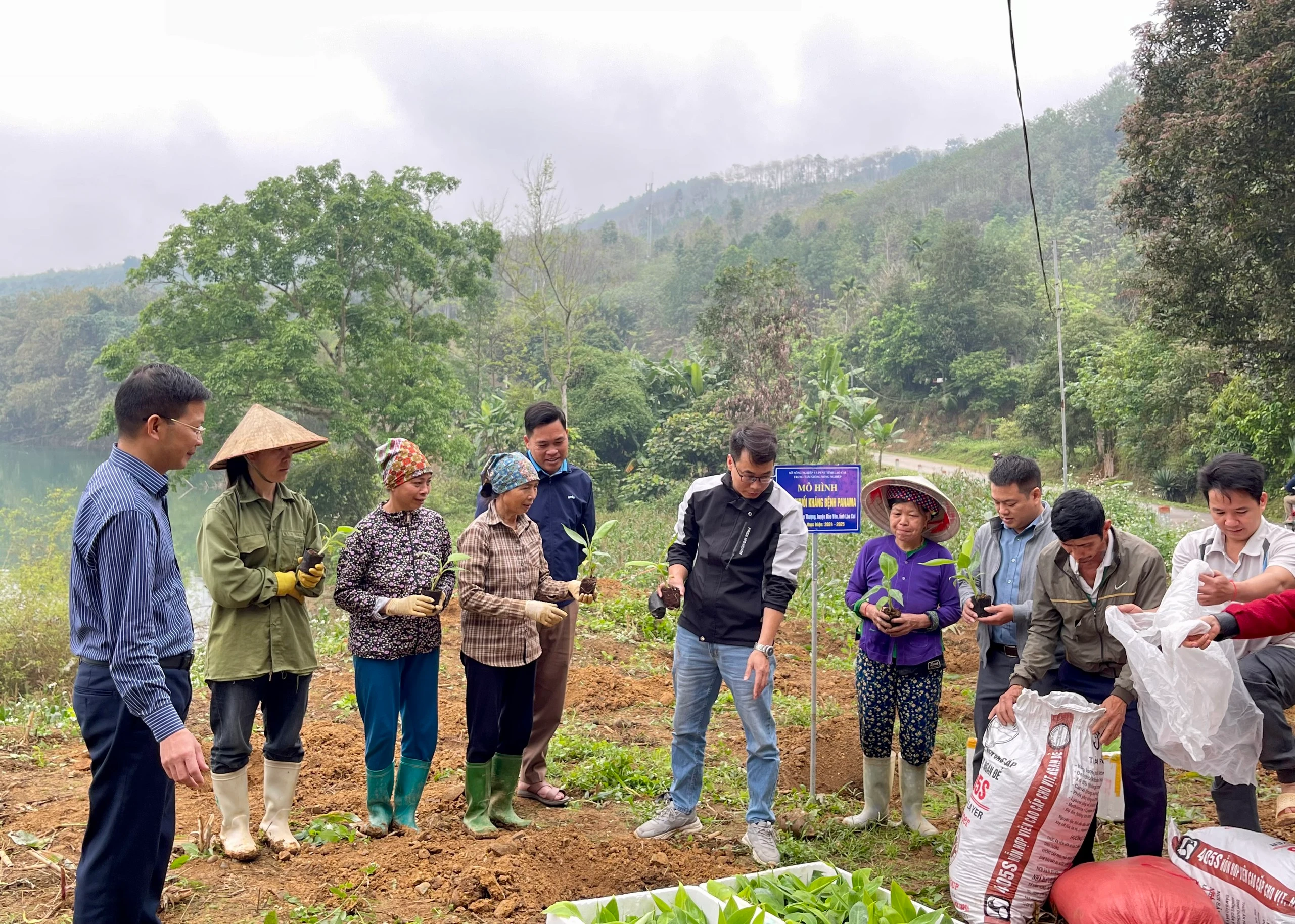 Trung tâm Giống nông nghiệp tỉnh giới thiệu, tư vấn giống cây chuối kháng bệnh vàng lá Panama.jpg