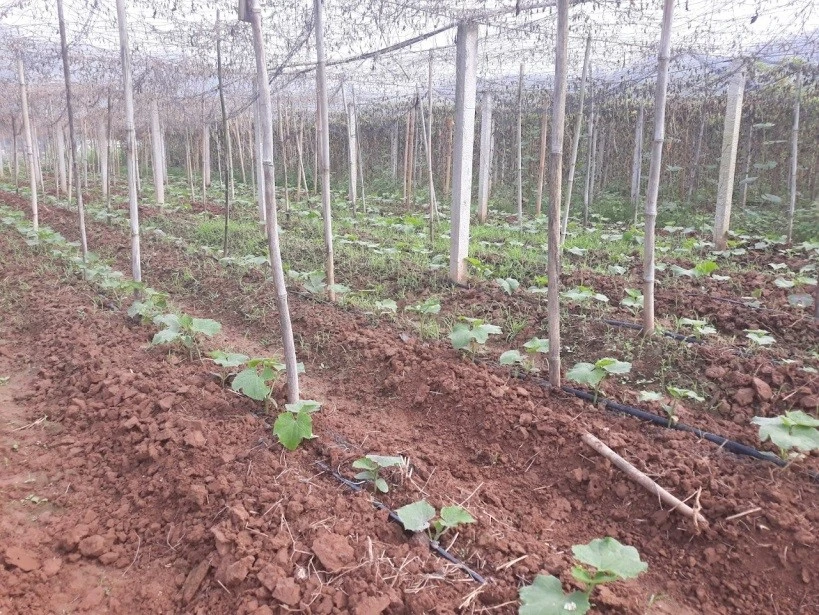 Ứng dụng công nghệ tưới tiết kiệm nước cho cây trồng cạn trên địa bàn tỉnh..jpg