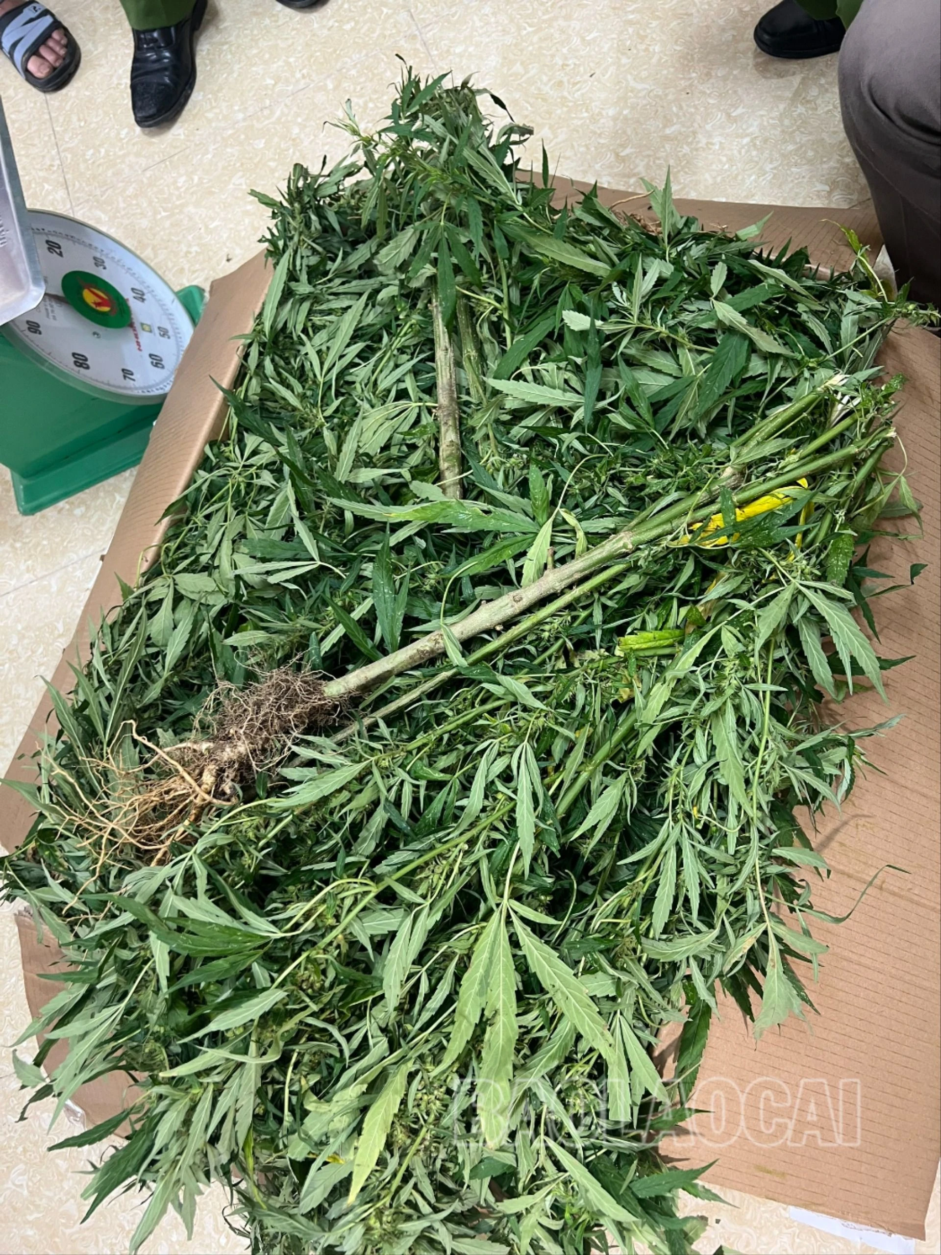 tang vật thu giữ của sầm tiến dũng.jpg