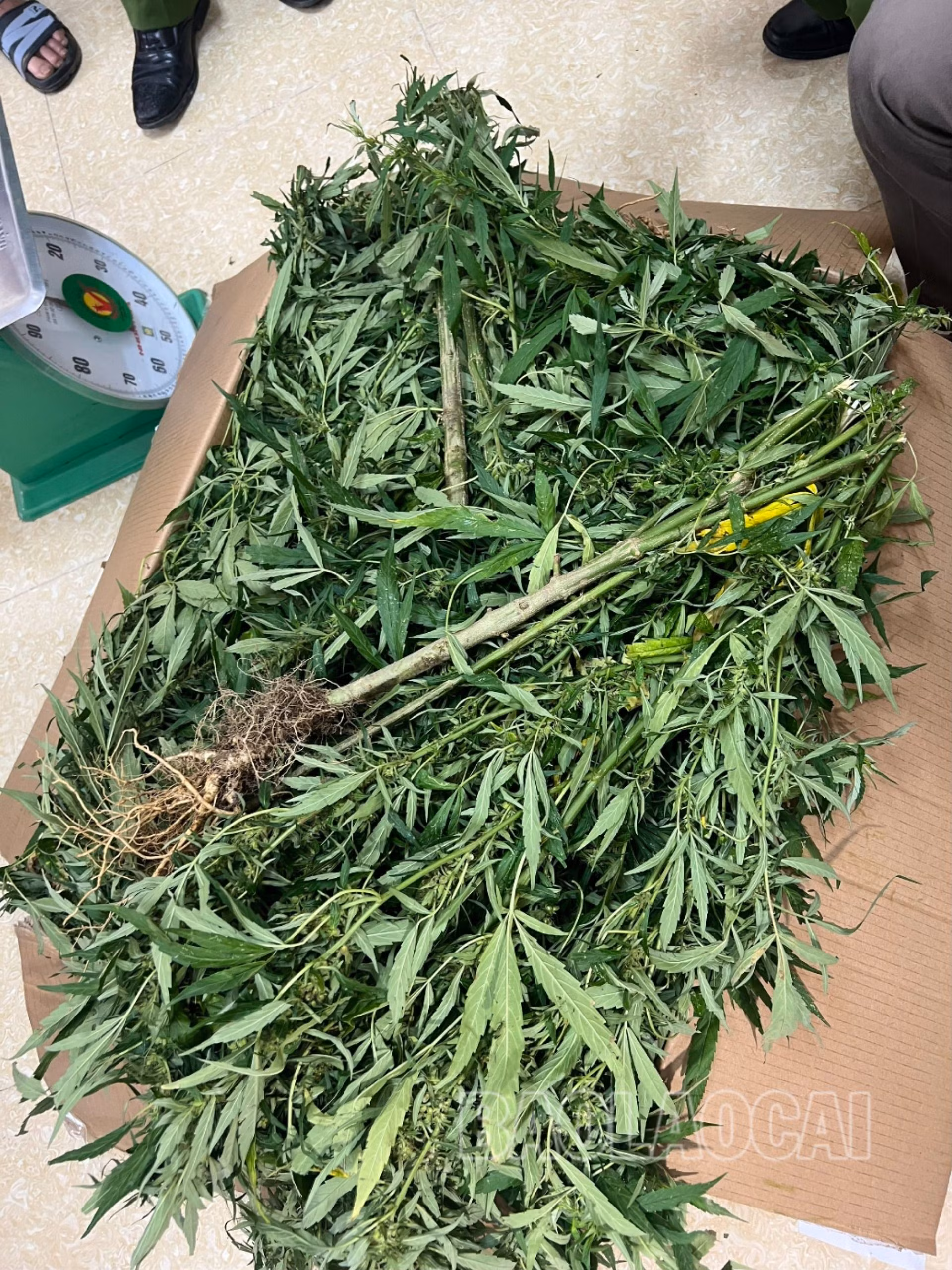 tang vật thu giữ của sầm tiến dũng.jpg