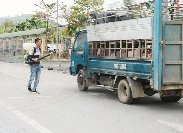 Lào Cai chủ động phòng, chống bệnh dịch tả lợn châu Phi xâm nhiễm..jpg
