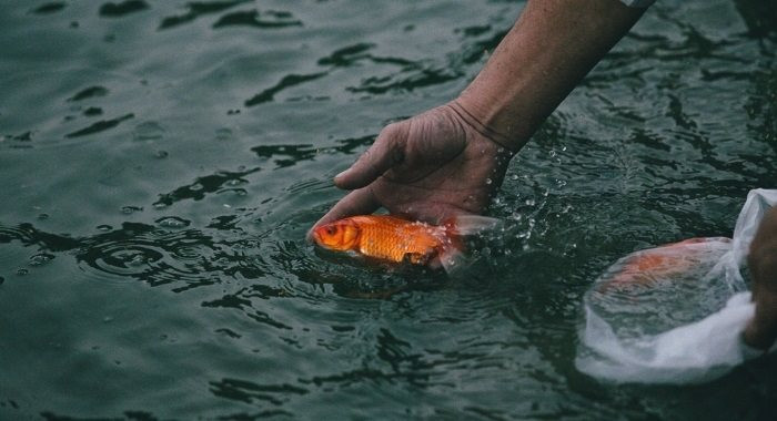 Việc thả cá chép cần thực hiện văn minh, đúng cách để không gây ảnh hưởng đến môi trường. 4.jpg