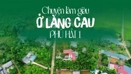 Chuyện làm giàu ở làng cau Phú Hải 1