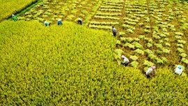 Nông dân vượt nắng nóng thu hoạch lúa xuân