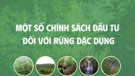 [Infographic] Một số chính sách đầu tư đối với rừng đặc dụng